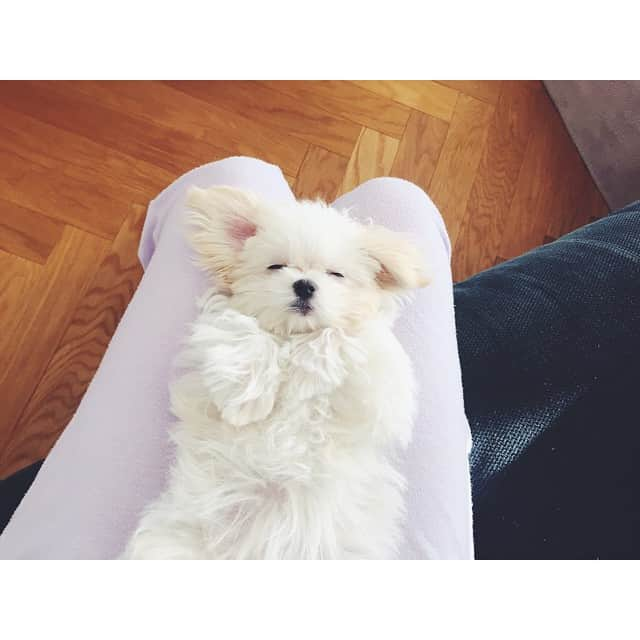 篠田麻里子さんのインスタグラム写真 - (篠田麻里子Instagram)「朝はゆっくりだったからマッタリ🐶💕 #こめちゃん#新入り#愛犬」12月23日 11時22分 - shinodamariko3