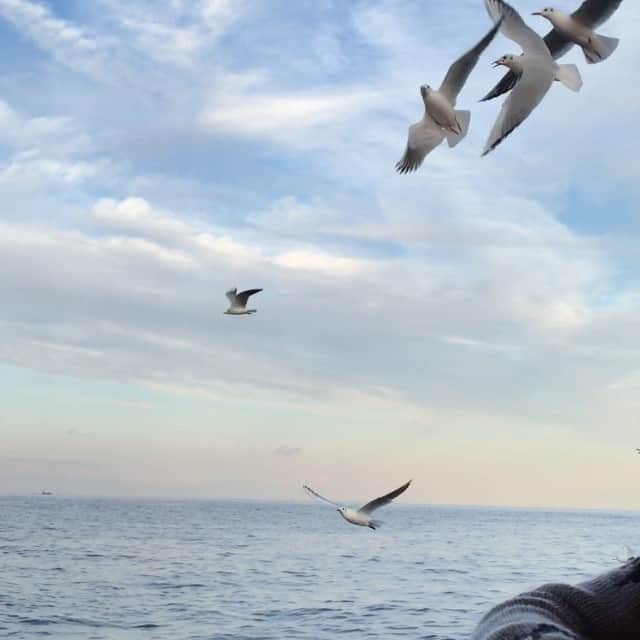遠藤航のインスタグラム：「#熱海旅行#遊覧船#カモメにえさやり」