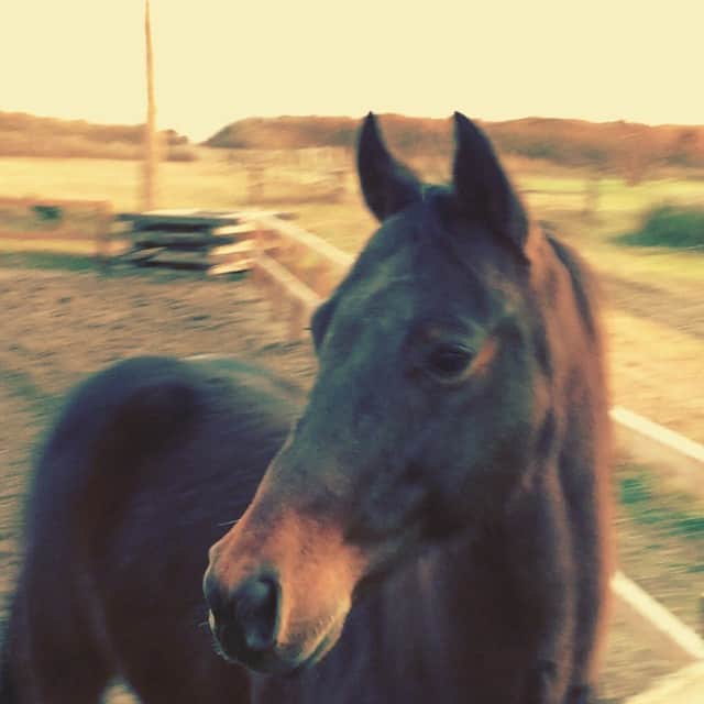 中井ノエミのインスタグラム：「handsome boy💚 today's partner🐴😊🐴」