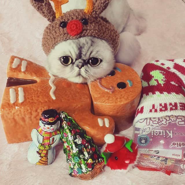 ♡マム♡のインスタグラム：「. . ☆⌒☆merry christmas☆⌒☆ . . The holy tonight… . yoda santa deliver a christmas gift♪ . . . メリーさんのクリスマスでしゅ！ . 起きたら、にいにがいましぇんねー。 . らるちゃん、にいにはみんなにプレゼント届けに行っちゃったよ？(マ . らるちゃんを置いていくなんてヒドいでしゅ！(ゝω・´★)(ら .  バタバタでギリギリのやっつけでなんとか撮れました！ . 靴下にいっぱいおやつが入っていたのはおババちゃんのサプライズだよー♪ . 皆さんもステキなクリスマスイヴを…(*´艸｀*)」
