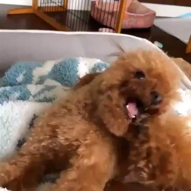 のインスタグラム：「足の臭いを嗅いだことを指摘されて、きまずそうにする犬。#田中ハル#dog#愛犬#犬#動物#poodle#プードル#トイプードル」