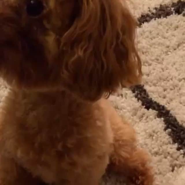 のインスタグラム：「#poodle#dog#byebye#田中ハル#トイプードル#プードル#犬#動物#バイバイ」