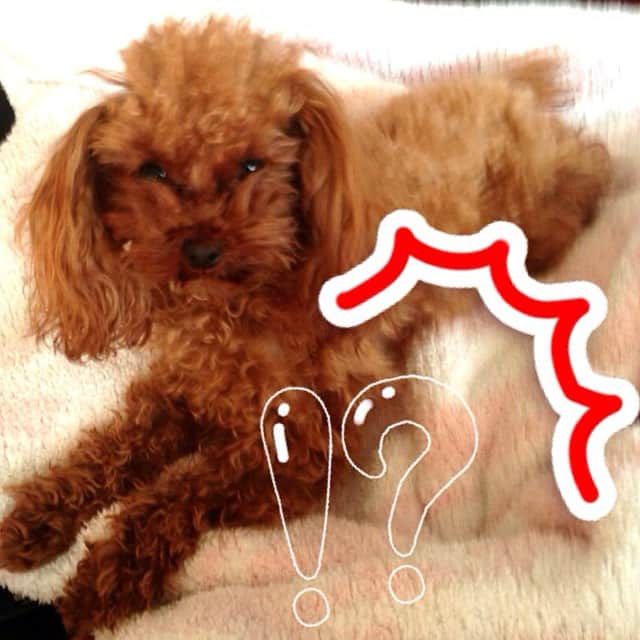 田中ハルのインスタグラム：「#プードル#トイプードル#田中ハル#犬#動物#dog#poodle」