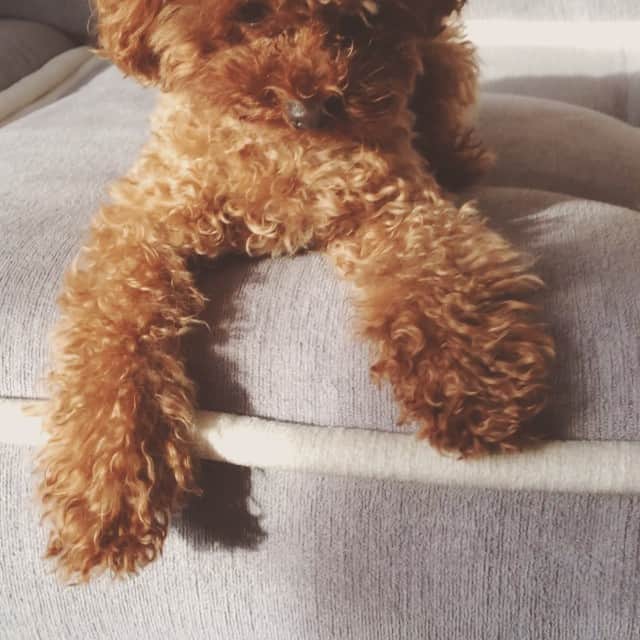 田中ハルのインスタグラム：「遊ぶ。#dog#poodle#田中ハル#動物#犬#トイプードル#最後攻撃」