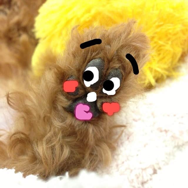 田中ハルのインスタグラム：「僕は肉球だよ！#dog#poodle#田中ハル#動物#犬#トイプードル#肉球」