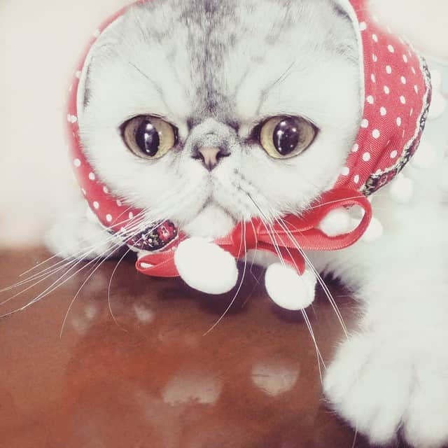 ♡マム♡のインスタグラム：「. . What's christmas？ . Christmas Is delicious?？? (L . I have came to grandma's house♪ . .」