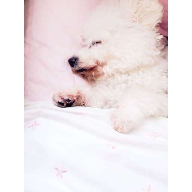 山賀琴子さんのインスタグラム写真 - (山賀琴子Instagram)「ぴょこたんがお布団で寝てる😴💗 #cutest#dog#love#myhome」1月14日 21時56分 - kotokoyamaga