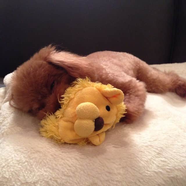 田中ハルのインスタグラム：「♡#dog#toypoodle#poodle #田中ハル#犬#トイプードル」