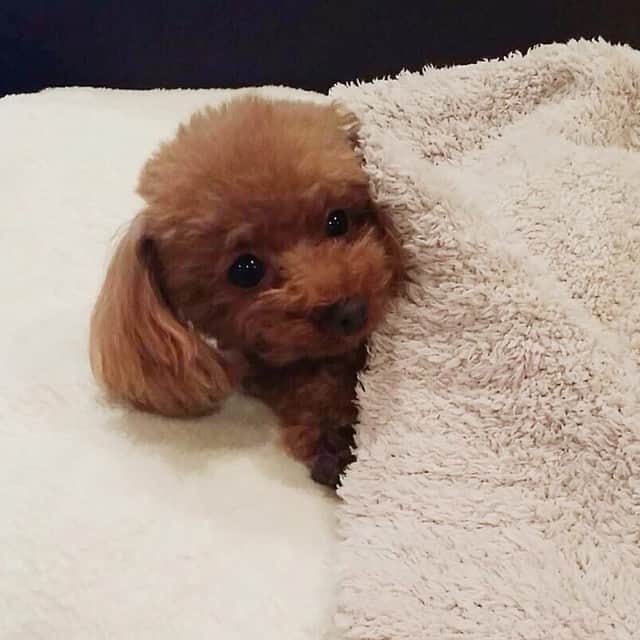田中ハルのインスタグラム：「#田中ハル#毎日かわいすぎる#dog#toypoodle#poodle#トイプードル#犬」