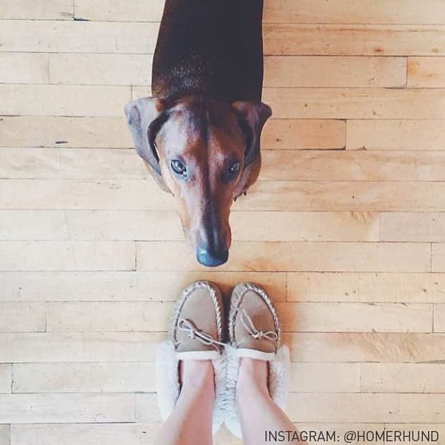 L.L.Beanさんのインスタグラム写真 - (L.L.BeanInstagram)「Homer the Dachshund sure knows how to look wicked cute next to #LLBean Wicked Good Slippers. Thanks @Homerhund for this great #LLBeanPets photo!」12月31日 23時12分 - llbean