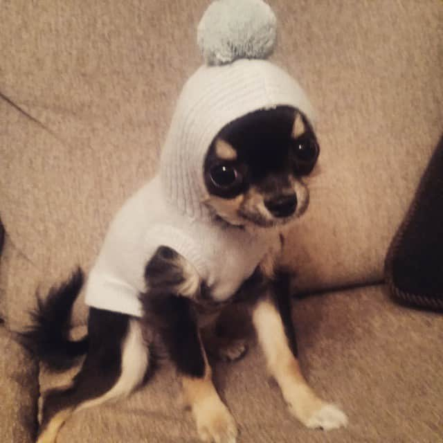 MissBIBIさんのインスタグラム写真 - (MissBIBIInstagram)「師匠くん★ Louisdogのカシミア着用です！  #louisdog #instadog #missbibi #チワワ #カシミア #dogfashion」1月18日 18時00分 - miss___bibi