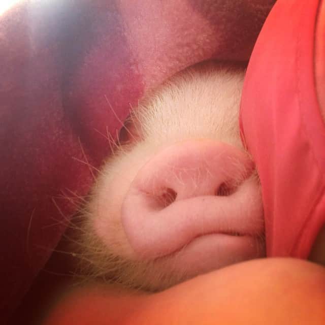 Barbie The Pigのインスタグラム：「- Good night friends ❤️❤️❤️❤️ #piggy #pig #porco #barbiethepig #barbiepig #baby #cutie #cute #animals #instapig  #instapet」