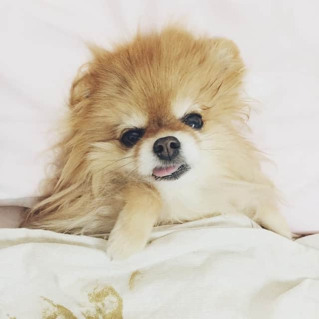 Moguさんのインスタグラム写真 - (MoguInstagram)「Sleepyhead Mogu!!! 😝🐻 #HNY2015」1月6日 11時46分 - taluggy_mogu