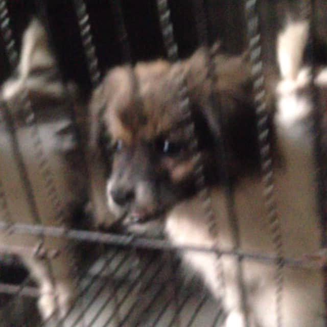 天音かりんのインスタグラム：「きゃわたん🐶💓」