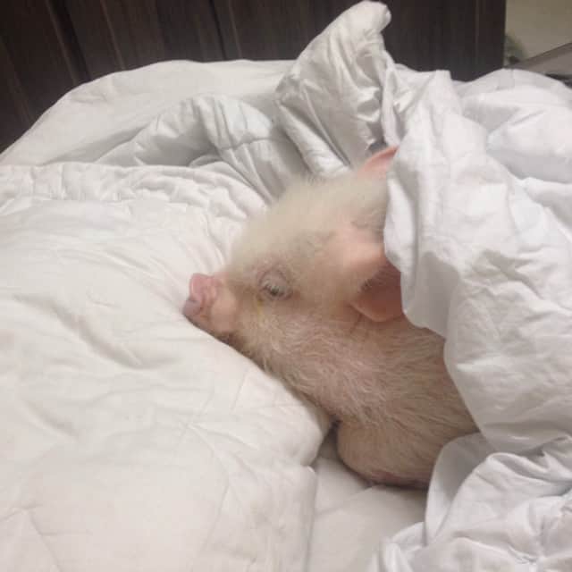 Barbie The Pigのインスタグラム：「- Today I'm so tired! 💤💤💤💤😩 #barbiepig #barbiethepig #instapet #instapig #cutie #cute #love #amor #animals #pig #piggy #pigsofig」