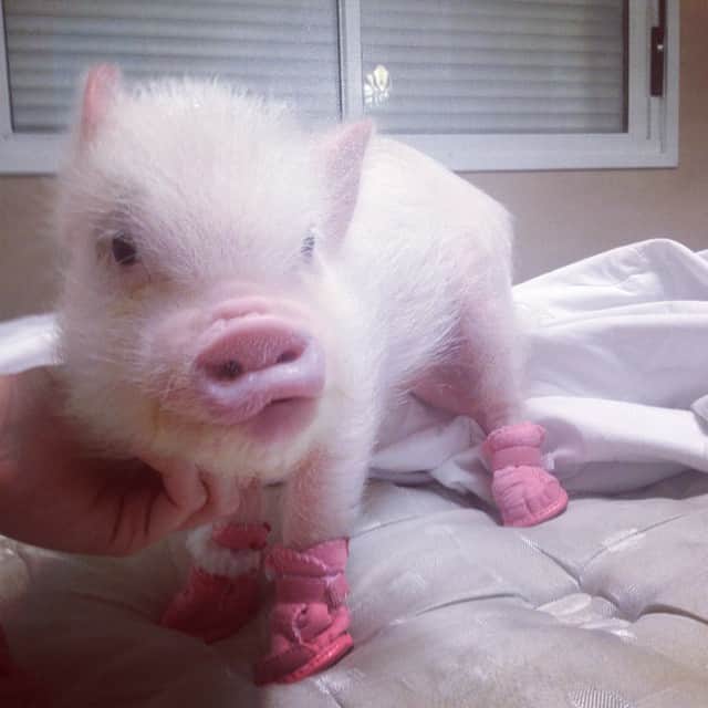 Barbie The Pigのインスタグラム：「- Love my pink shoes! #baby #barbiepig #barbiethepig #pig #piggy #piggybut #porco #animals #cute #love #amor」