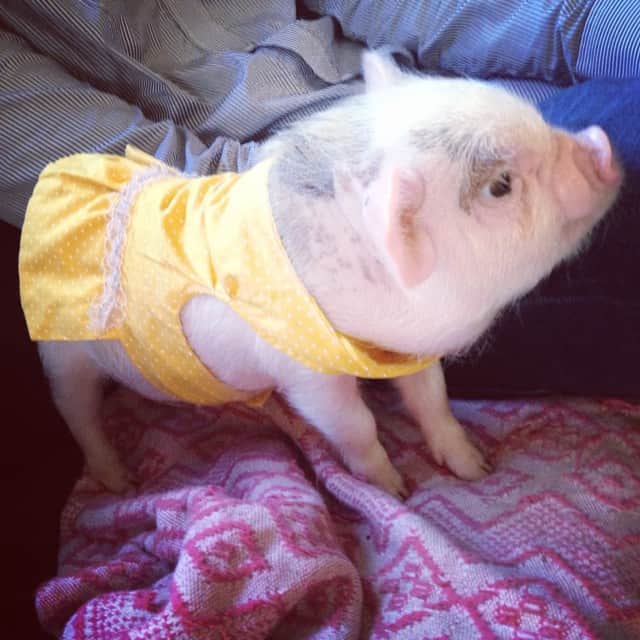 のインスタグラム：「- Me baby ❤️❤️❤️❤️❤️ #tbt #barbie #barbiethepig #cute #cutie #love #amor #animals #pih #piggy」