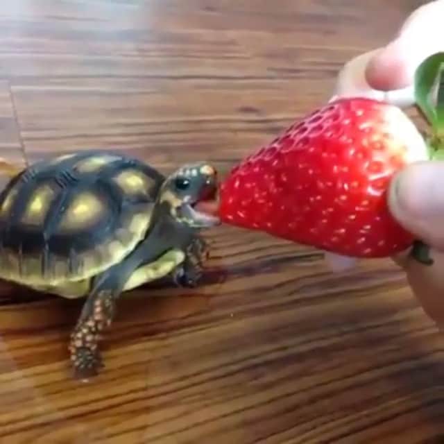 Animalsのインスタグラム：「Tag your friends who would love this 🐢 @BestVacations 🐢🌴✨ •」