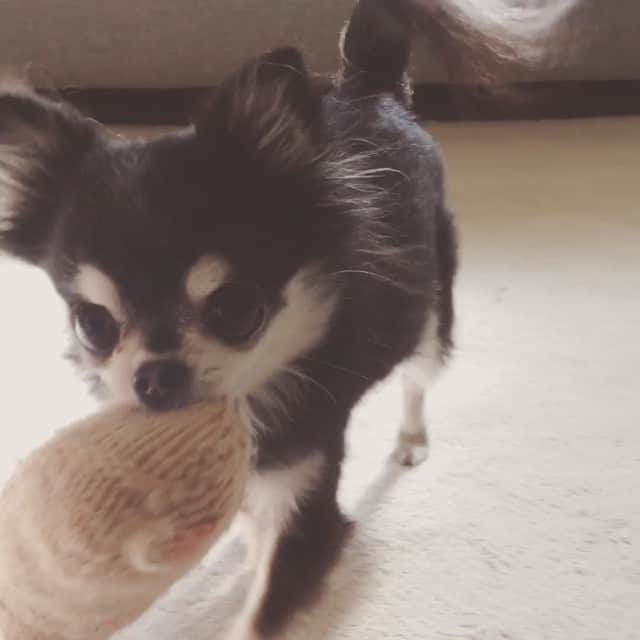 ダダのインスタグラム