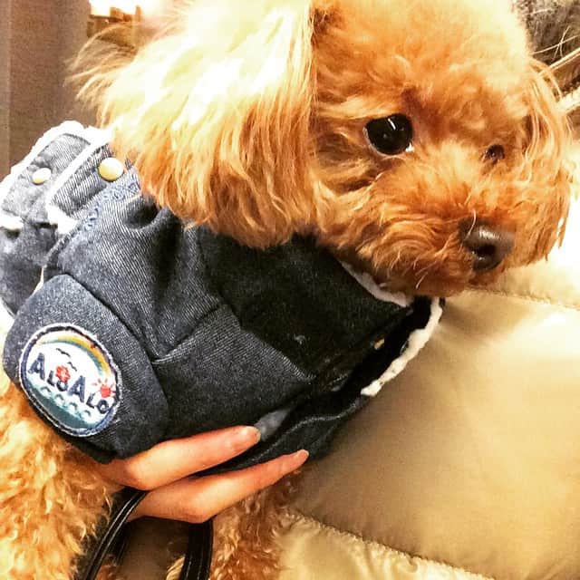 のインスタグラム：「寒いからって厚着させられた。#dog#toypoodle #ny#nyc」