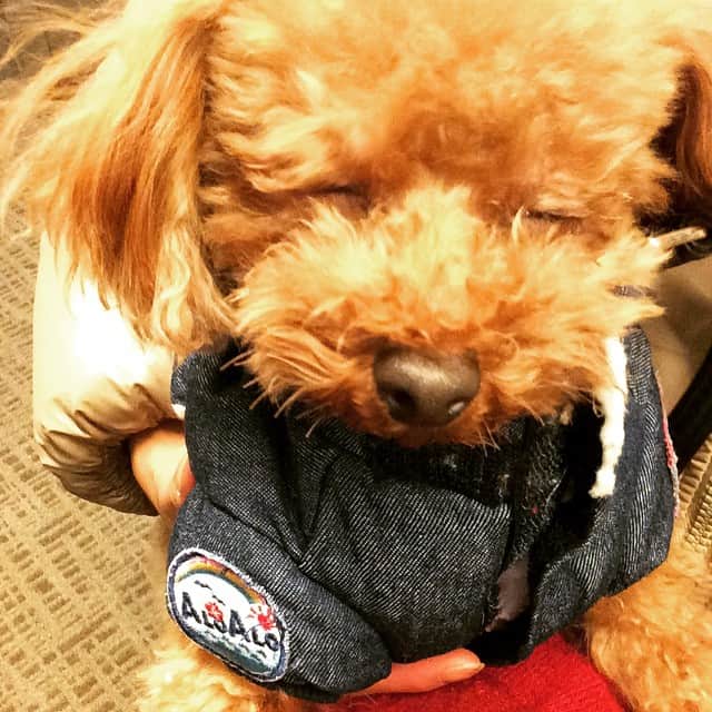 のインスタグラム：「出来れば歩きたくない…#toypoodle #dog #ny#nyc」