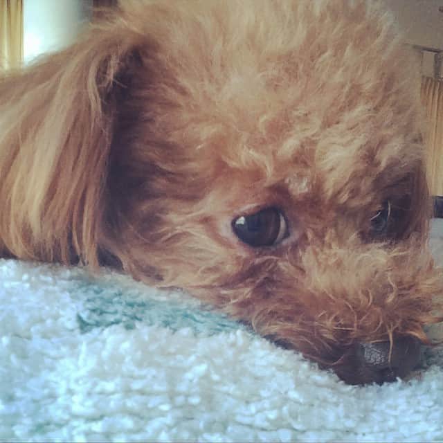 田中ハルのインスタグラム：「寒いっす#toypoodle#dog」