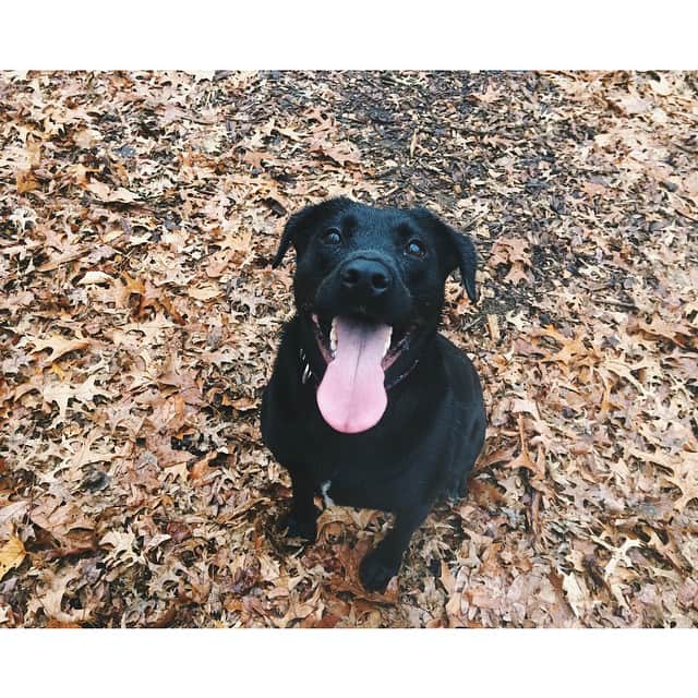 Ariele Alaskoのインスタグラム：「Dog-loving New Yorkers! This is June or "Junebug", a lab/pit sweetie looking for a new home. She was rescued from a shelter two years ago after coming to Brooklyn from Kentucky, and has had a happy life here in BK since then. Her level of energy means she needs a lot of reliable exercise, something that is becoming hard in her current family with a baby on the way. If you are looking for a dog, and have time to dedicate to training an energetic happy-go-lucky nugget like June, please meet her to see if you click! She is about 4 or 5 years old, and about 55 lbs. She loves to cuddle after a good run in the park. You can email her current mom at ✨merida.lang@gmail.com✨ cc: @meridita 👋 Me and Mazie love this Junebug! 💕」