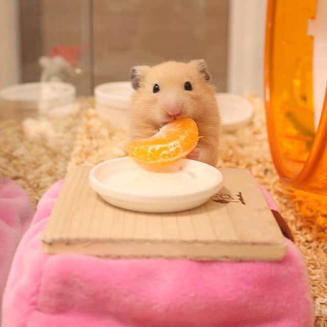 ハムスターのナッパさんのインスタグラム写真 ハムスターのナッパinstagram 冬はやっぱりコタツでミカンだよね ナッパ Nappa ゴールデンハムスター ハムスター キンクマ 小動物 かわいい 家族 ふわもこ部 癒し Boy Instacute Instapet