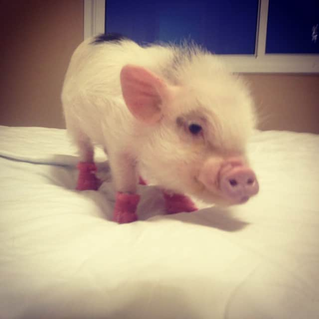 Barbie The Pigのインスタグラム：「- Good Night friends 💕💕💕💞💤💤💤! #barbie #barbiethepig #pig #cute #cutie #love ##amor #animals #friends #pig #piggy #insta #tbt」