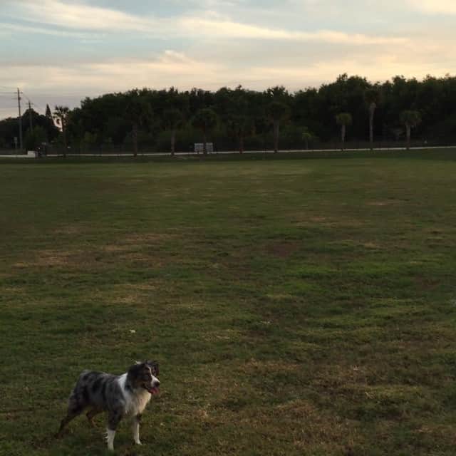 のインスタグラム：「Training for the Puppy Bowl #aussie #madfrisbeeups #beauty」