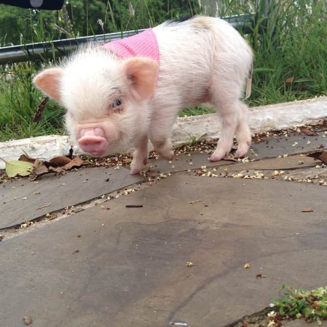 のインスタグラム：「- Good day... My tbt Today ❤️ #barbie #barbiethepig #love #cute #amor #linda #filha #family #animals #instanimals #cutie #piggy #pig #porco #minipig #micropig #day」