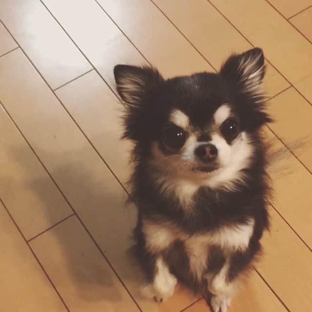 ダダのインスタグラム