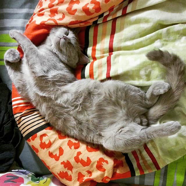 Mino & Ivanのインスタグラム：「Showing off his yoga skill.. 💁」