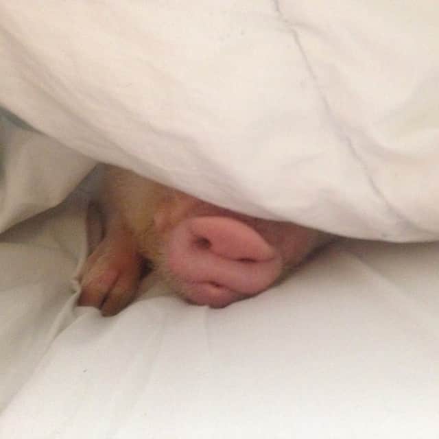 Barbie The Pigのインスタグラム：「- Good night! I love you friends ❤️❤️❤️! #barbie #barbiethepig #love #amor #cute #animals #ig #instagram #amomuito #pig #piggy」