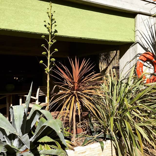 森泉さんのインスタグラム写真 - (森泉Instagram)「アガベの植物からなんかはえてきたっ⁉️ what is this growing from my Agave plant😬✨ #garden #agave」2月1日 15時32分 - izumi.mori