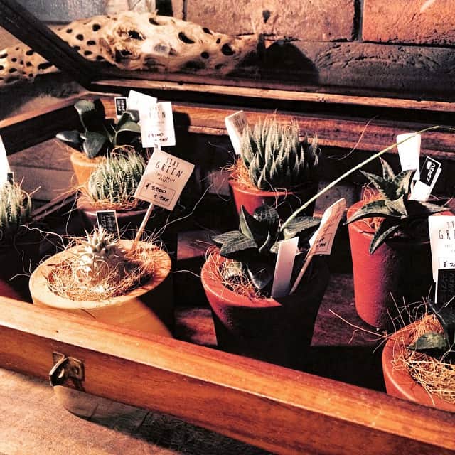 Free Peddler Market/THE DECKのインスタグラム：「Succulent,Succulent,Succulent …  たにっくん工房 http://web1.kcn.jp/tanikkun  より新しい多肉植物が入荷しました。 小ぶりなサイズで比較的育てやすいものも沢山あります。 珍しい種類のものは早い者勝ちですよ！  一つ育ててみたらハマってしまうかも …  きっといくつも欲しくなってしまいますよ！  是非一度ご来店いただきご覧になってみてください。  #freepeddlermarket  #thedeck  #tanikkunkoubou #succulent」