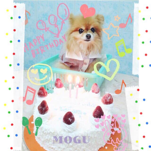 Moguのインスタグラム：「My BD Girl🐻🎉🎂🍭✨✨ Happy Birthday Mogu🎉 11 Years old👵💪 #loveusomuch #hbd2015 #11years #uandmeforever」