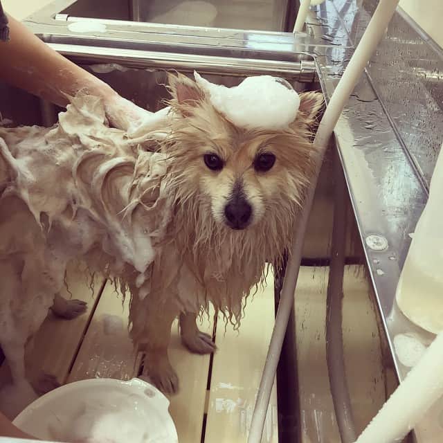 MissBIBIのインスタグラム：「シャンプー中のこたろー君♡  #trimming #shampoo #トリミング #シャンプー #missbibi」
