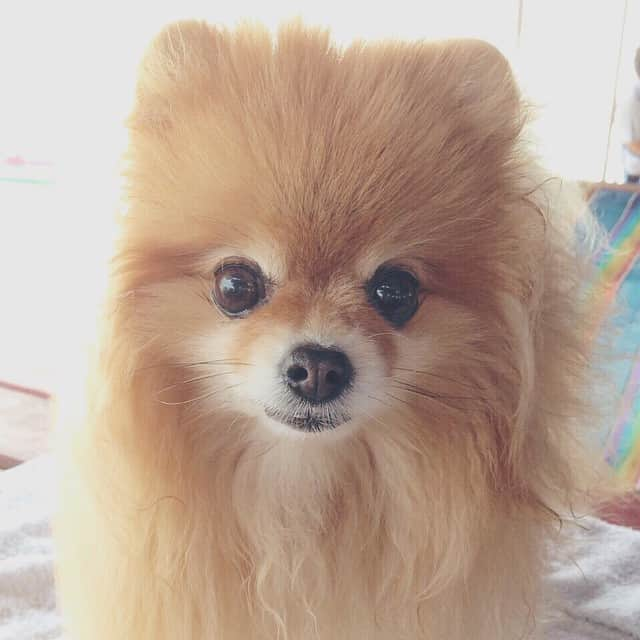 Moguのインスタグラム：「On the beach again 😁🐻🌊🌴🐾 Have a nice Sunday everyone #VSCOcam #taluggy_mogu #pomeranian #dogofthedayjp」