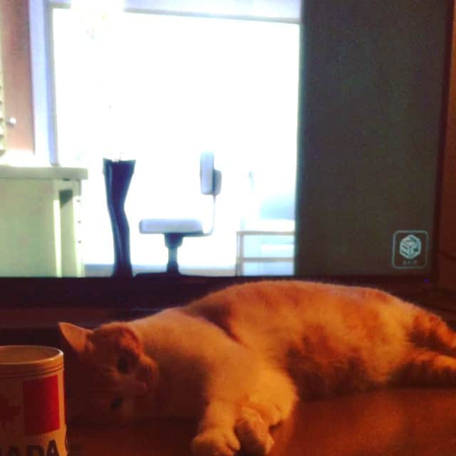 まつきあゆむのインスタグラム：「さっきからわりと重い話をしてるっぽいが、さっぱり入ってこない。」