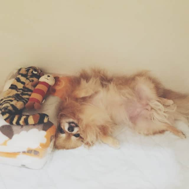 Moguのインスタグラム：「😪😴🙈 ขอนอนต่อนะง้าบบ #taluggy_mogu #pomeranian #dogofthedayjp #haveaniceWeekend 😊」