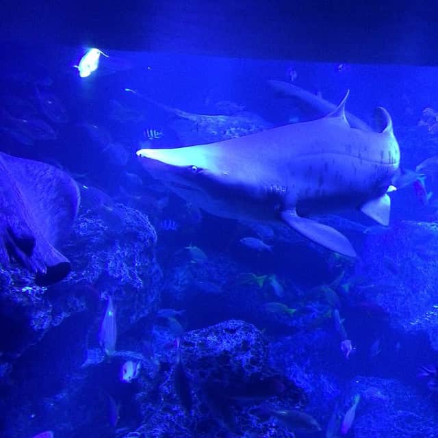 美奈子さんのインスタグラム写真 - (美奈子Instagram)「水族館。 うっとりしたー！  #水族館#癒された#うっとり#カップルばかりだった#ちょっと羨ましい#子供達楽しそうだった#じゃいっか#また来たい」2月22日 21時59分 - minako_official