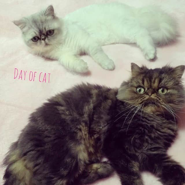 ♡マム♡さんのインスタグラム写真 - (♡マム♡Instagram)「. . ......Day of cat...... . . 今年も猫の日。 . 世界中の猫ちゃんたちが幸せでありますように…☆．・°。．・．. . . Happiness to cat around the world !!!!」2月22日 18時44分 - amoxxxice