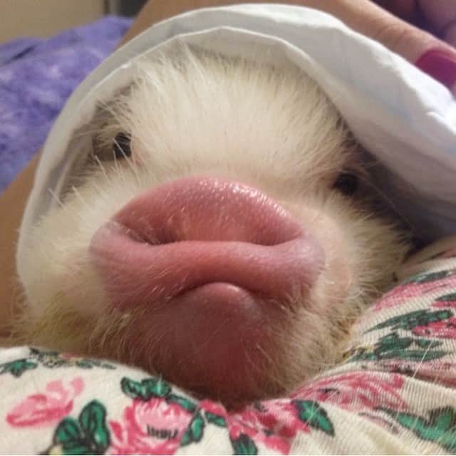 のインスタグラム：「- I'm back!My mommy was not phone this month! I miss u friends! 😍😍😍😍 #barbietheback #barbiethepig #pig #piggy #barbiepig #friends #love」