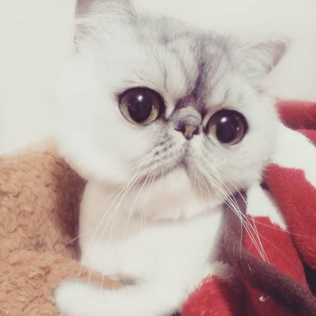 ♡マム♡のインスタグラム：「. . Mommy~ mommy~?？? . Do not come back yet？ . . . yaaaaaaaay~♪ . . . (らるちゃん小さくガッツポーズしないでw)」
