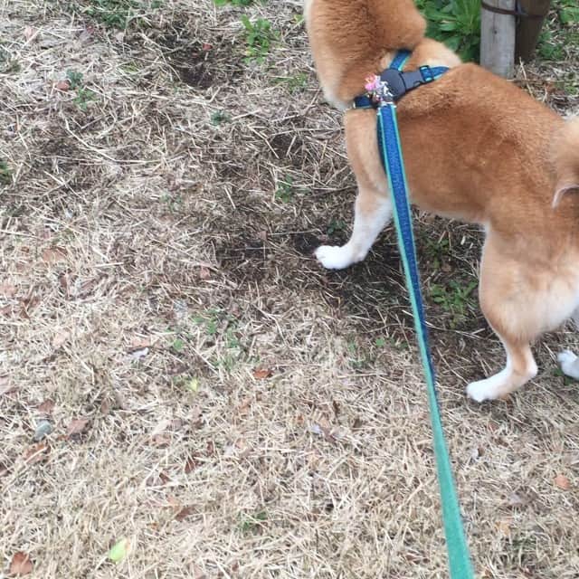 眞鍋かをりのインスタグラム