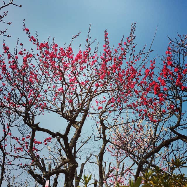 辰巳奈都子さんのインスタグラム写真 - (辰巳奈都子Instagram)「💠💠梅祭り💠💠」3月3日 17時36分 - tatsumi_natsuko